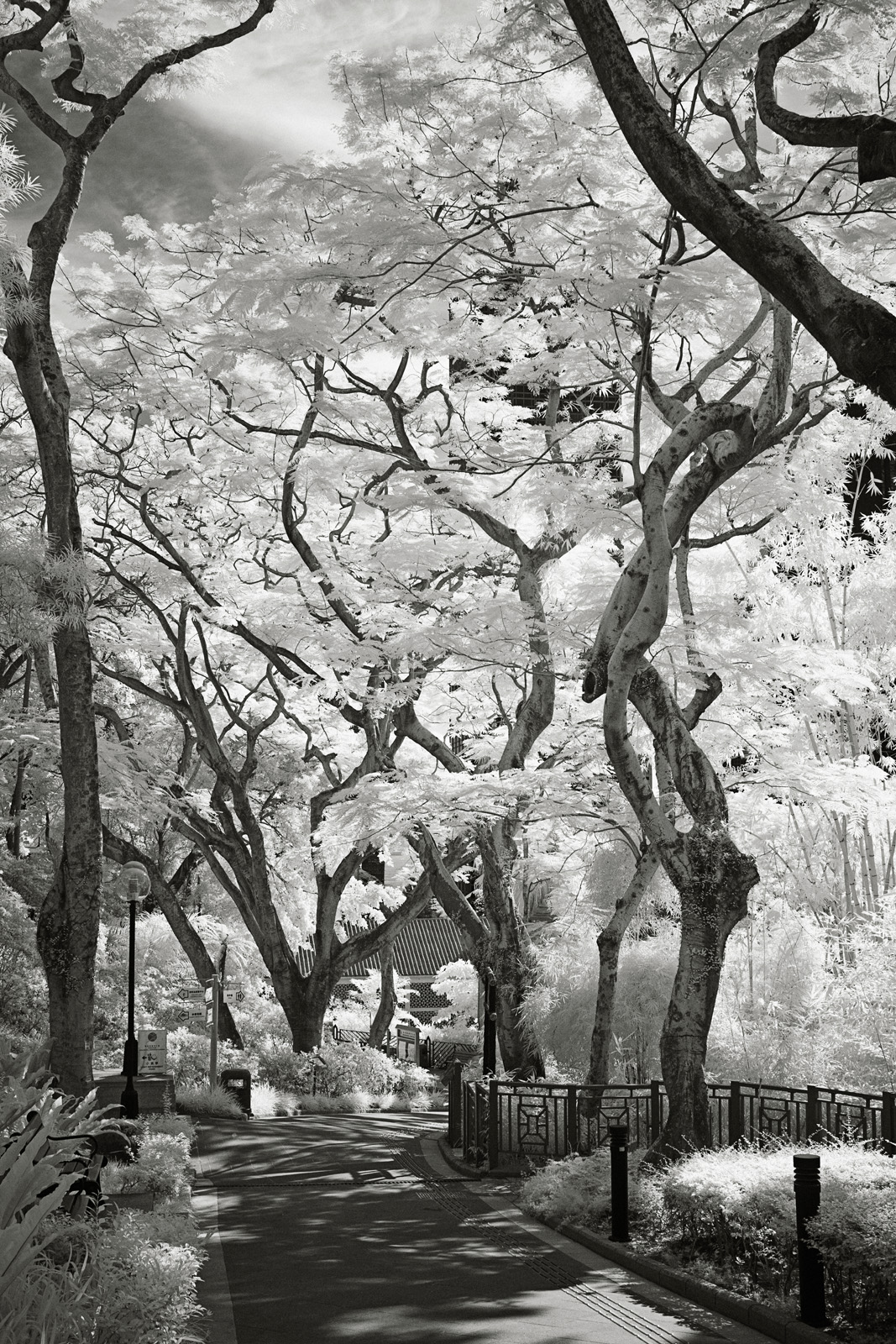 Backlit Infrared Path and Trees in the Hong Kong Zoological and Botanical Gardens.